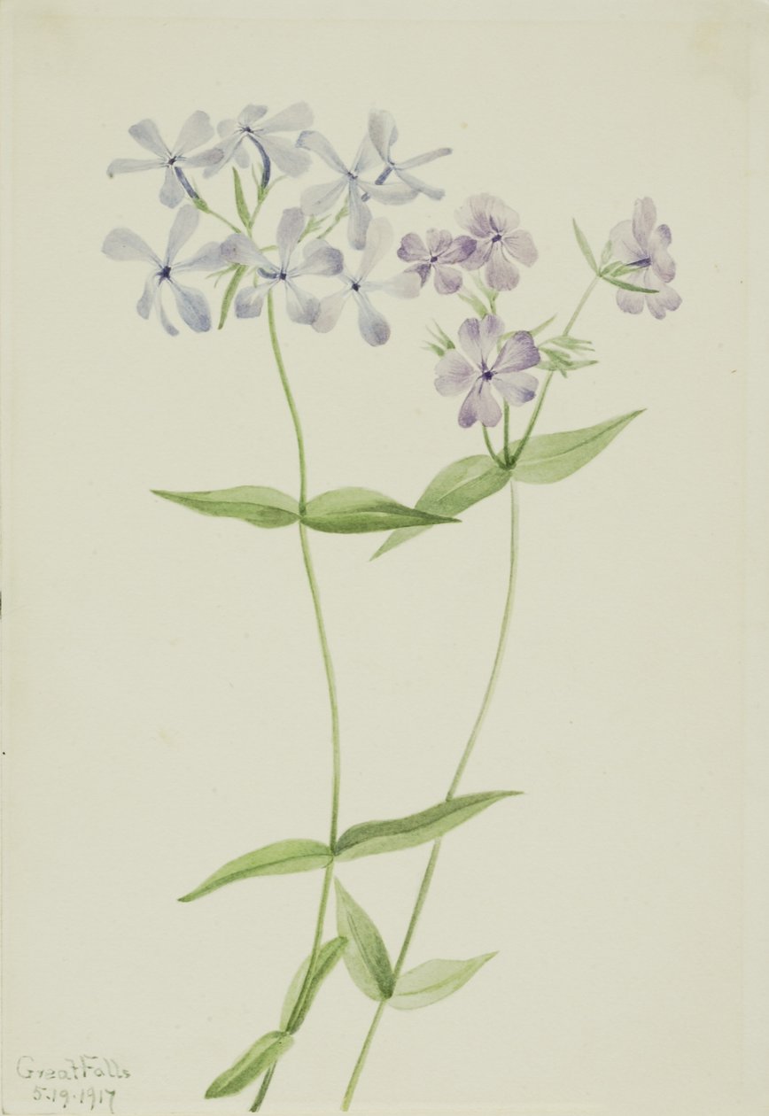 Modrý flox (Phlox divaricata) od Mary Vaux Walcott