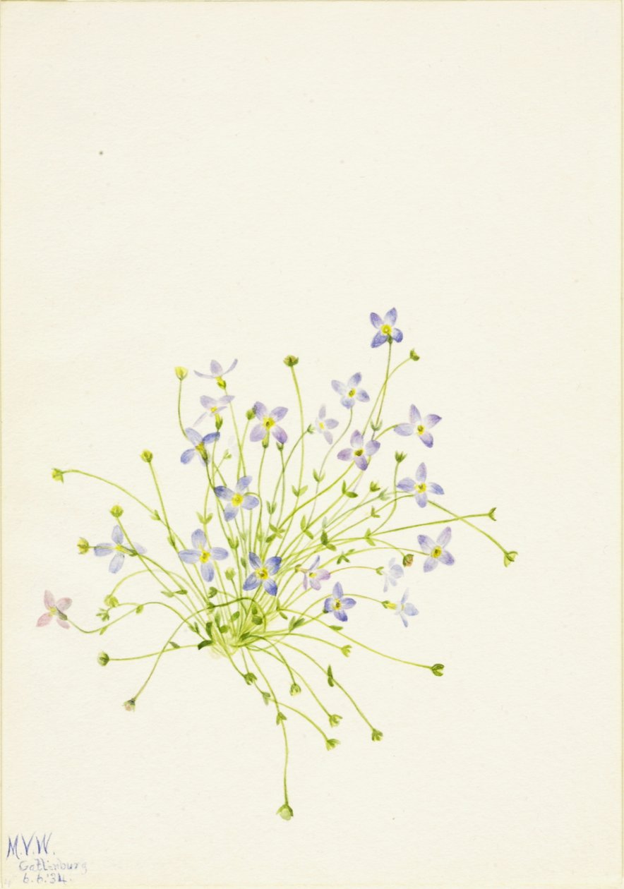 Bluets Houstonia serpyllifolia, 1934. od Mary Vaux Walcott