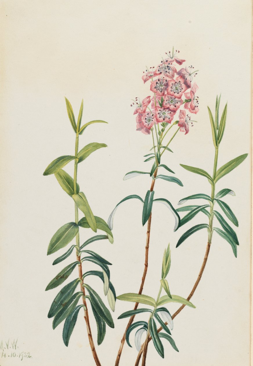 Bog Kalmia Kalmia polifolia, 1922. od Mary Vaux Walcott