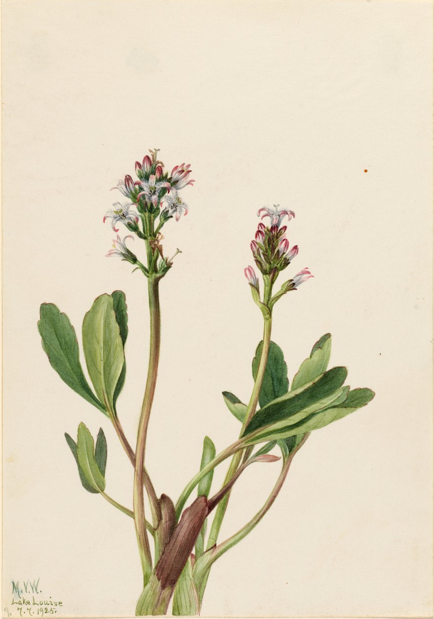 Bogbean (Menyanthes trifoliata) od Mary Vaux Walcott