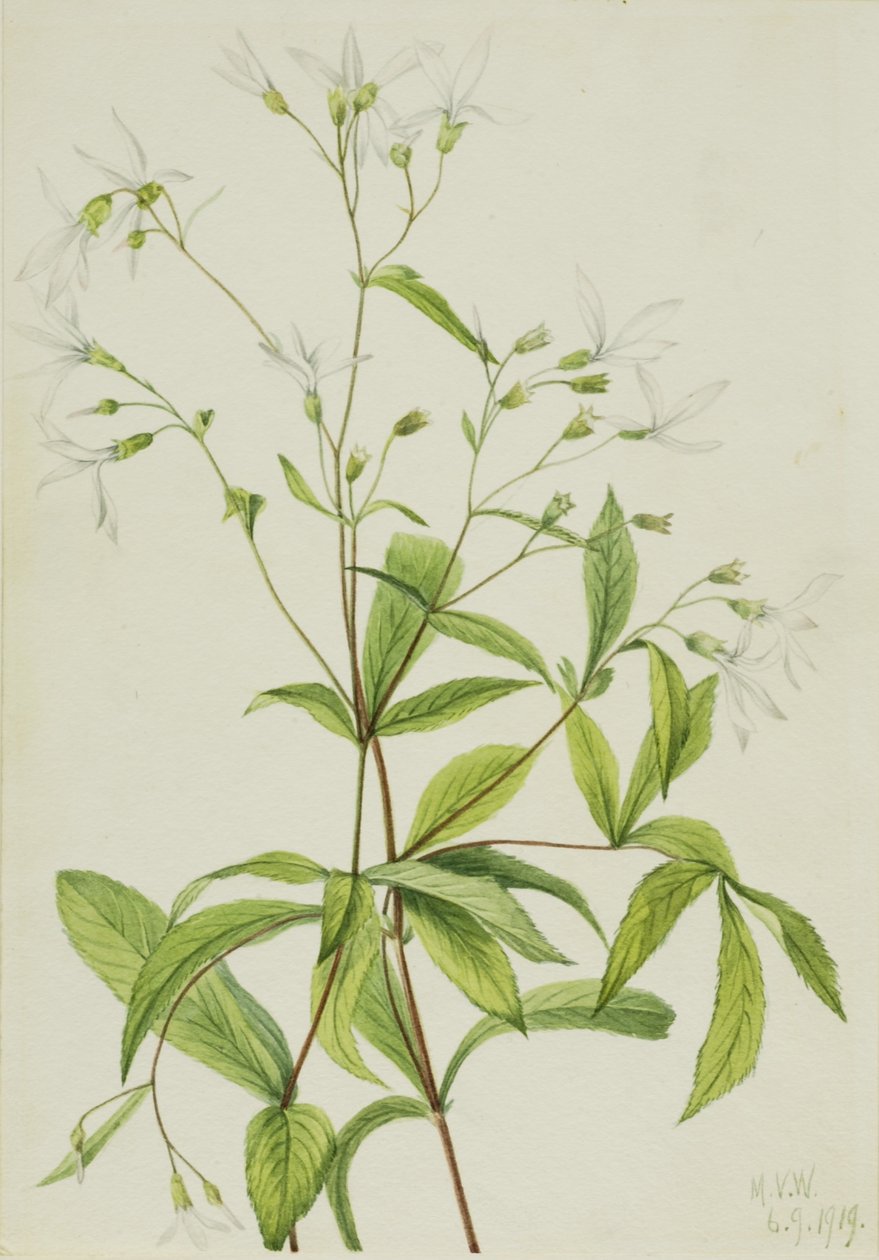 Bowmansroot (Porteranthus trifoliatus) od Mary Vaux Walcott