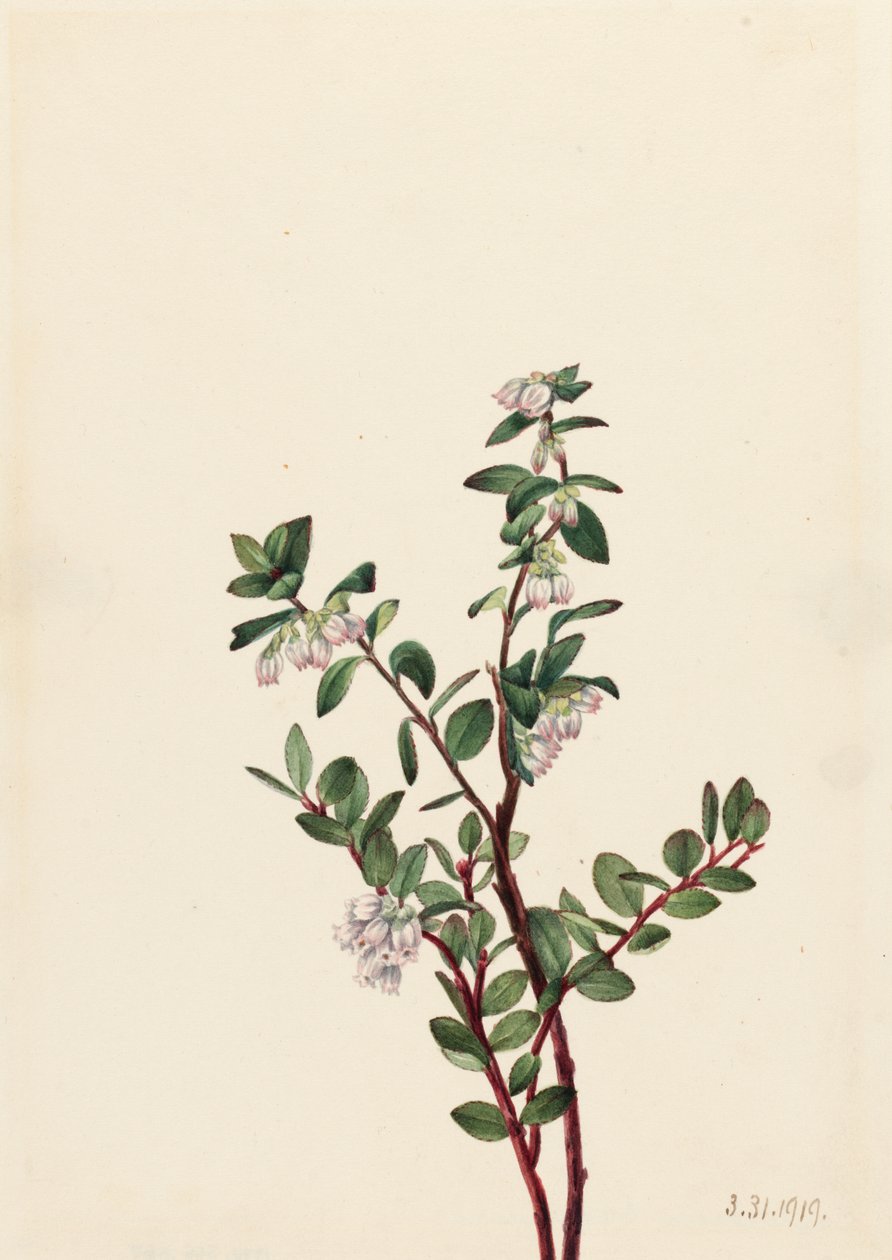 Box Huckleberry Gaylussacia brachycera, 1919. od Mary Vaux Walcott