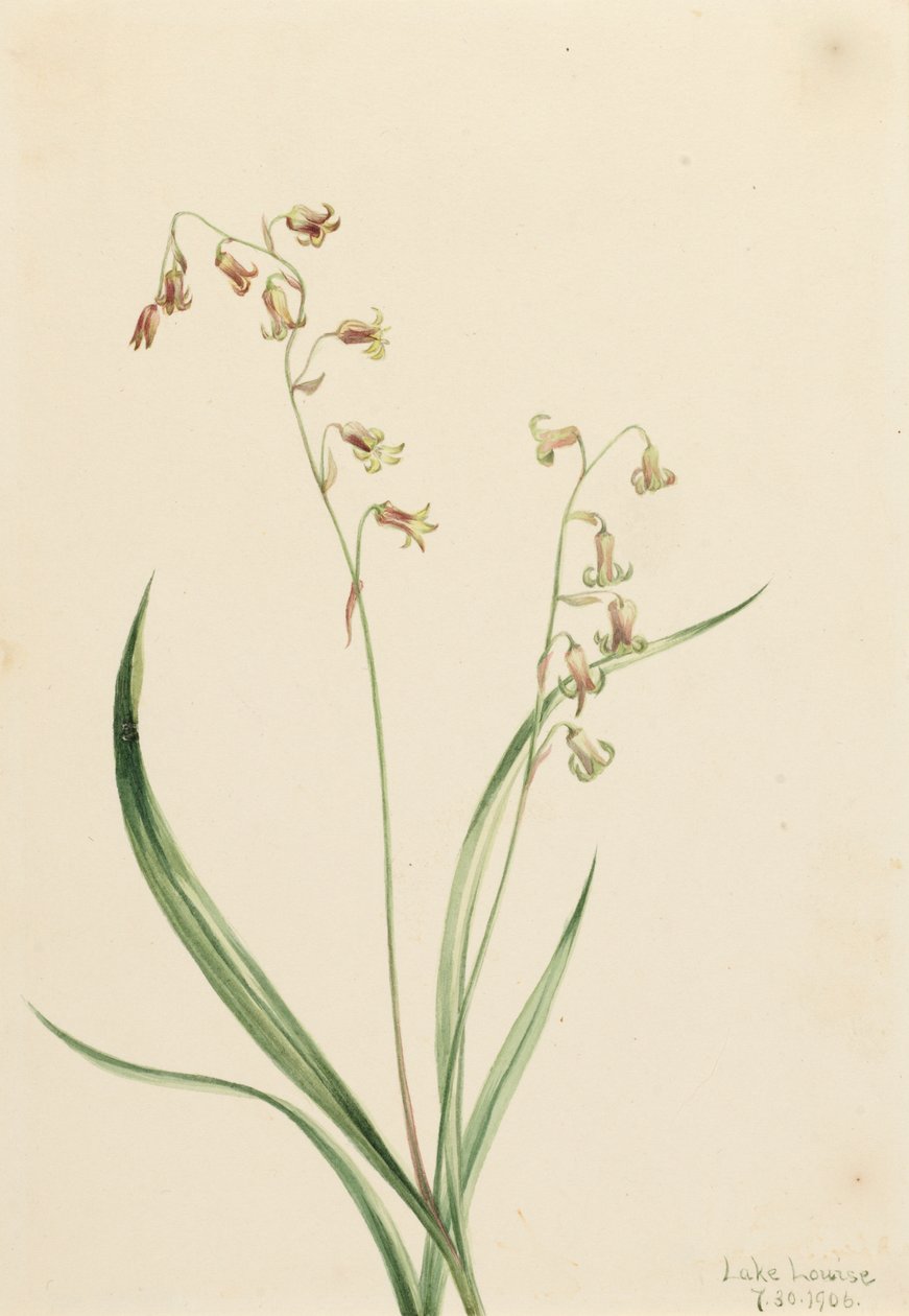 Bronzebells of Western Stenanthium, 1906. od Mary Vaux Walcott