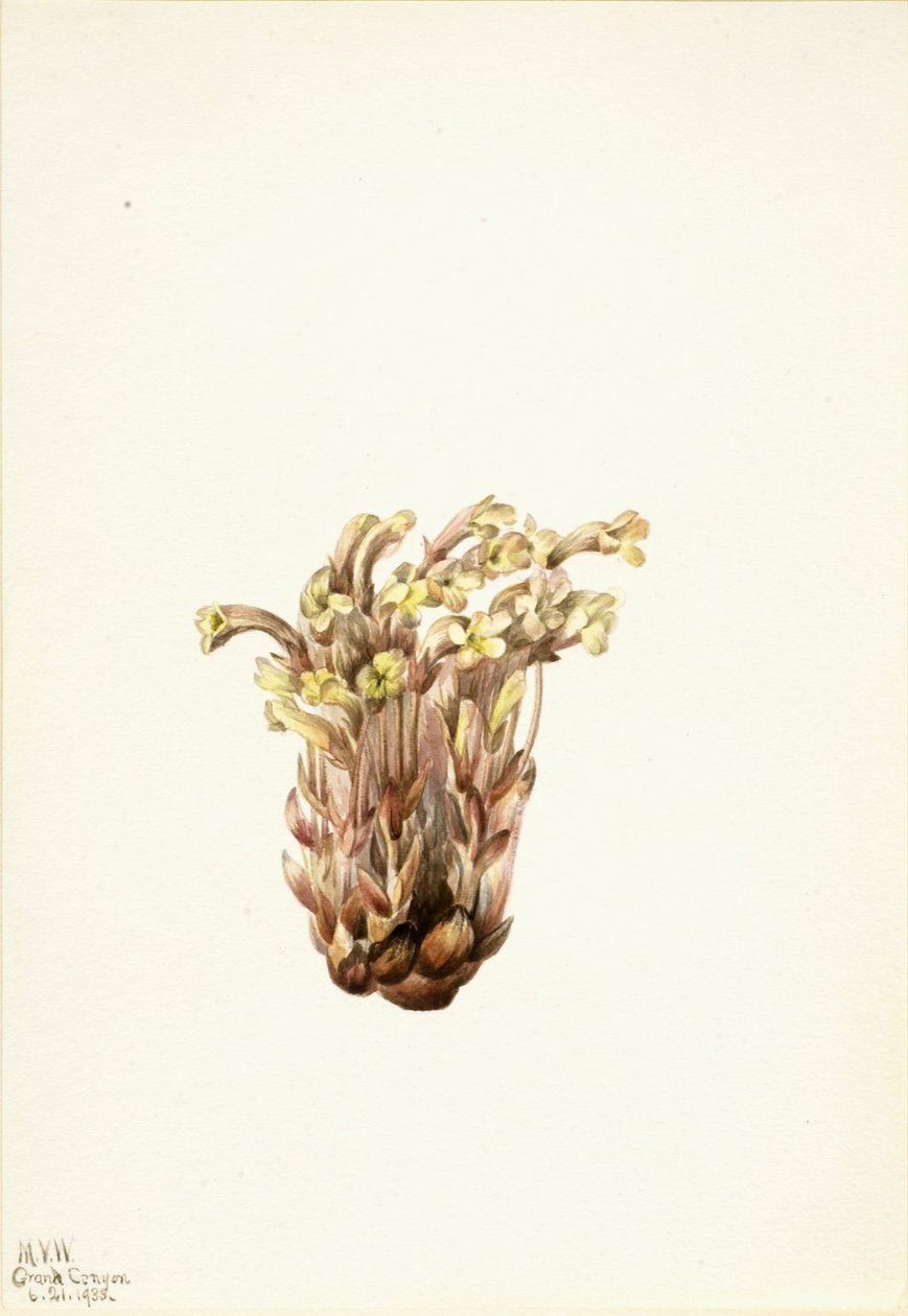 Záraza svazčitá (Orobanche fasciculata) od Mary Vaux Walcott