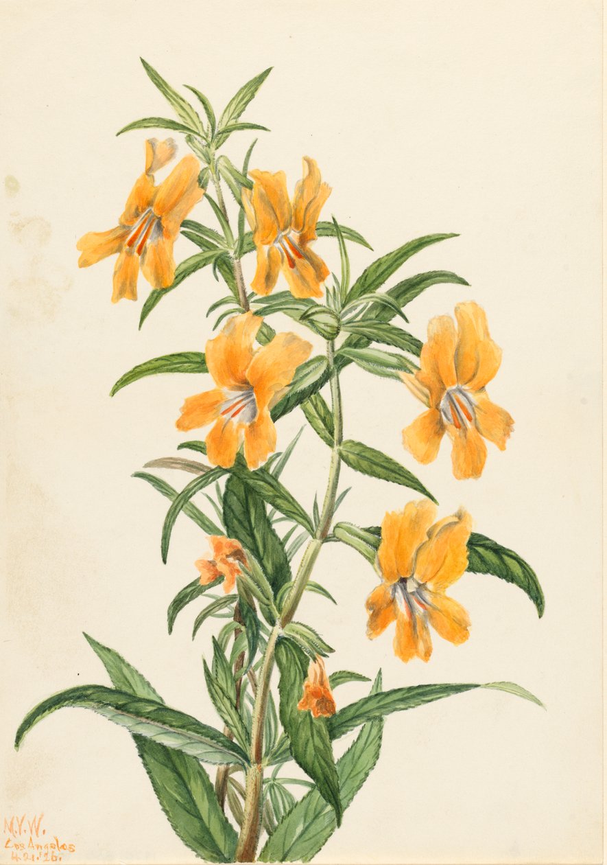 Buff Monkeyflower Diplacus longiflorus, 1926. od Mary Vaux Walcott