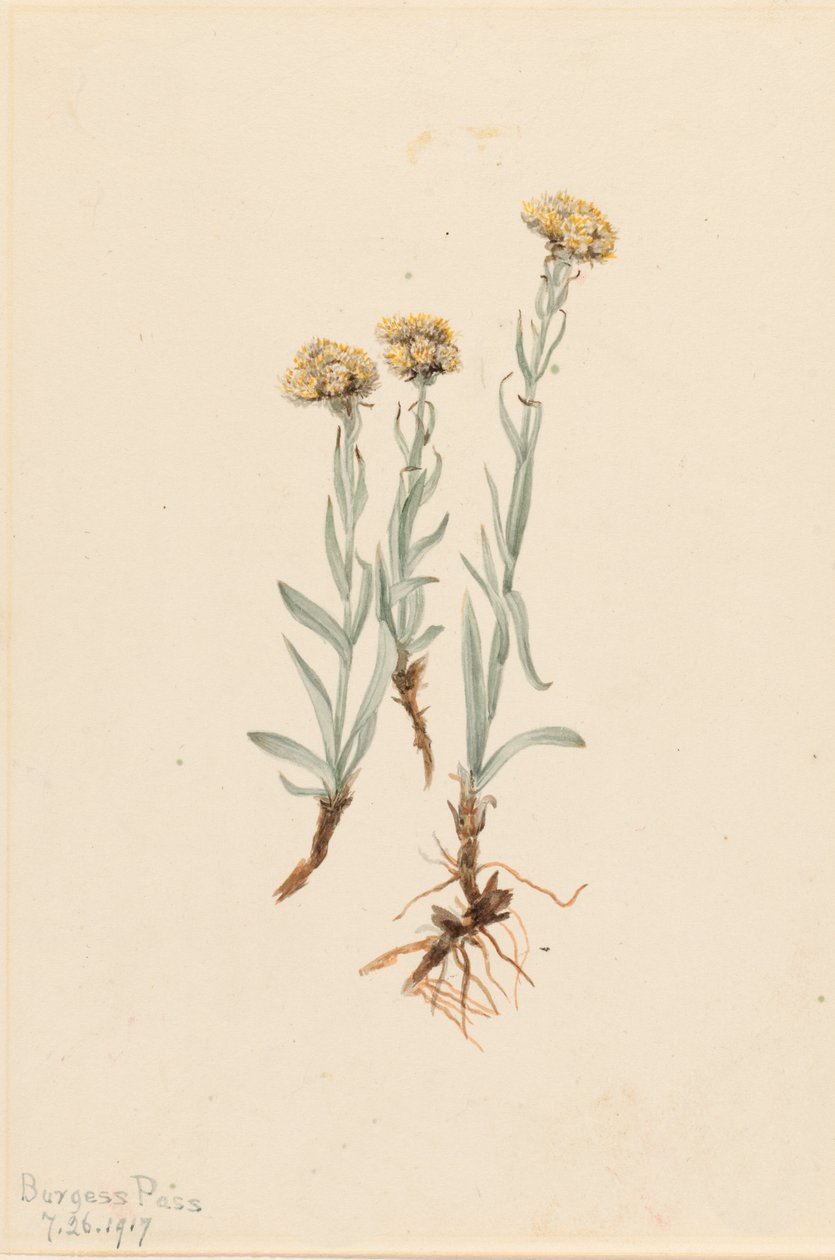 Buff Pussytoes Antennaria luzuloides, 1917. od Mary Vaux Walcott