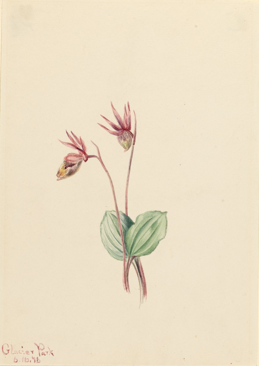Calypso (Cytherea bulbosa) od Mary Vaux Walcott