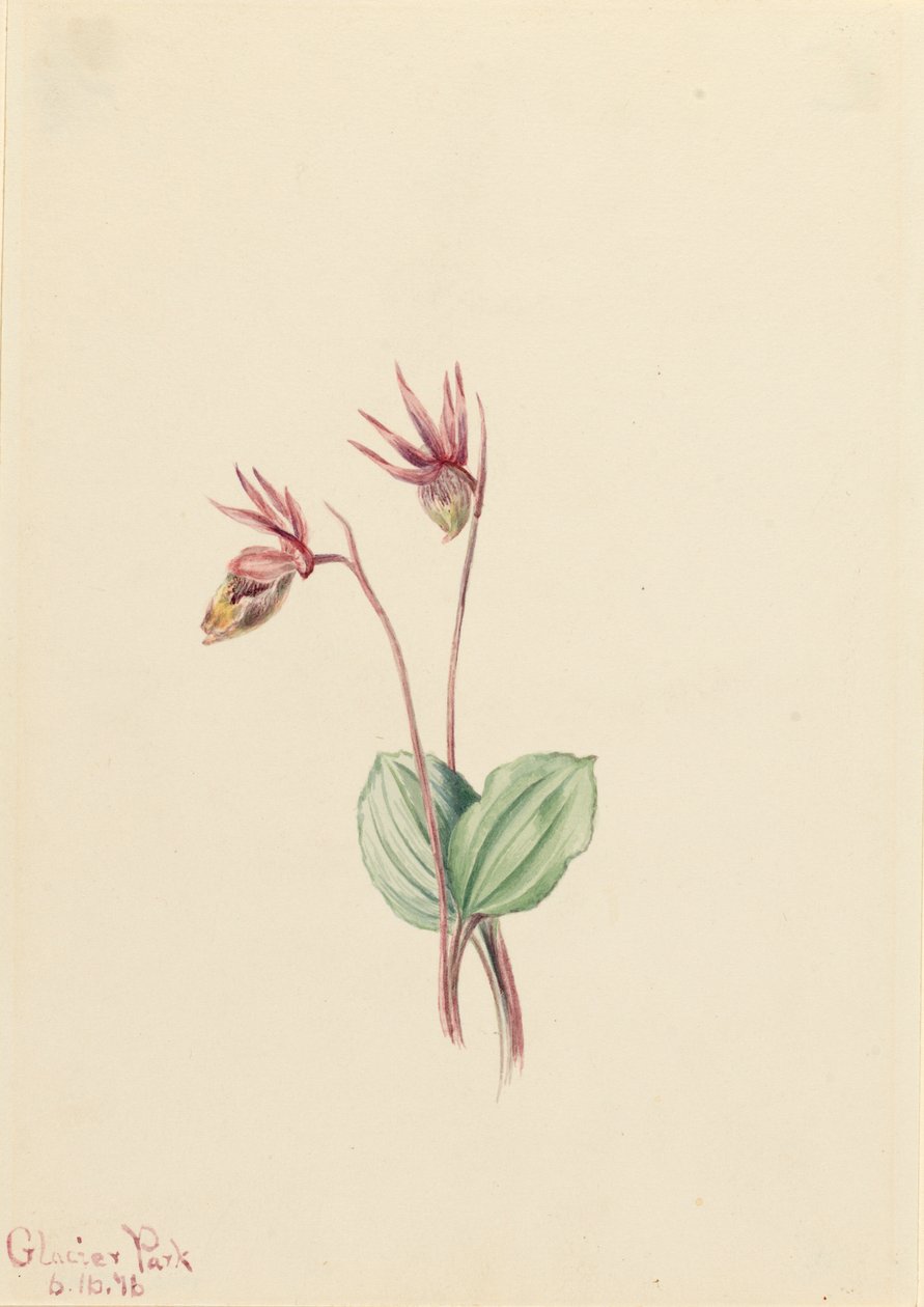 Calypso Cytherea bulbosa, 1916. od Mary Vaux Walcott