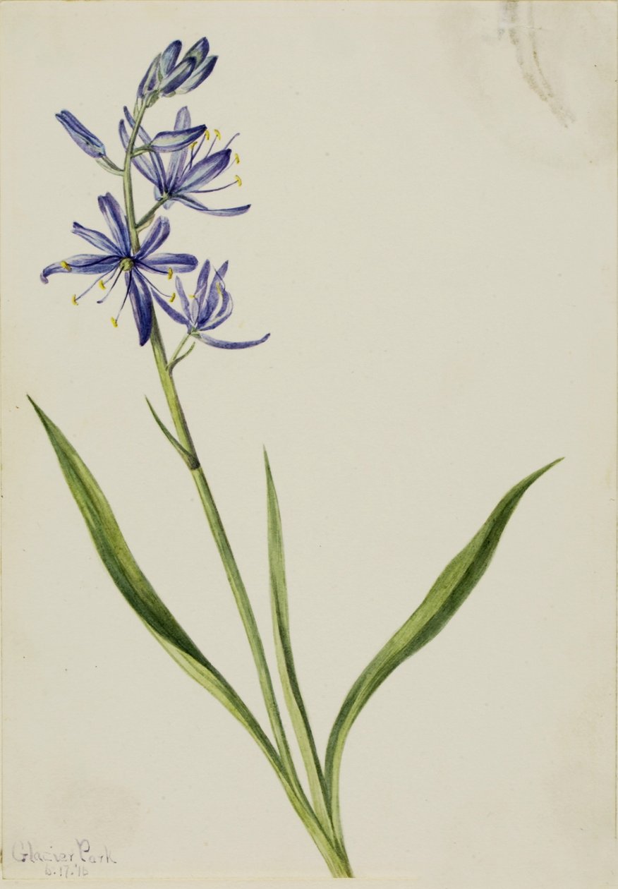 Camas (Quamasia quamash) od Mary Vaux Walcott