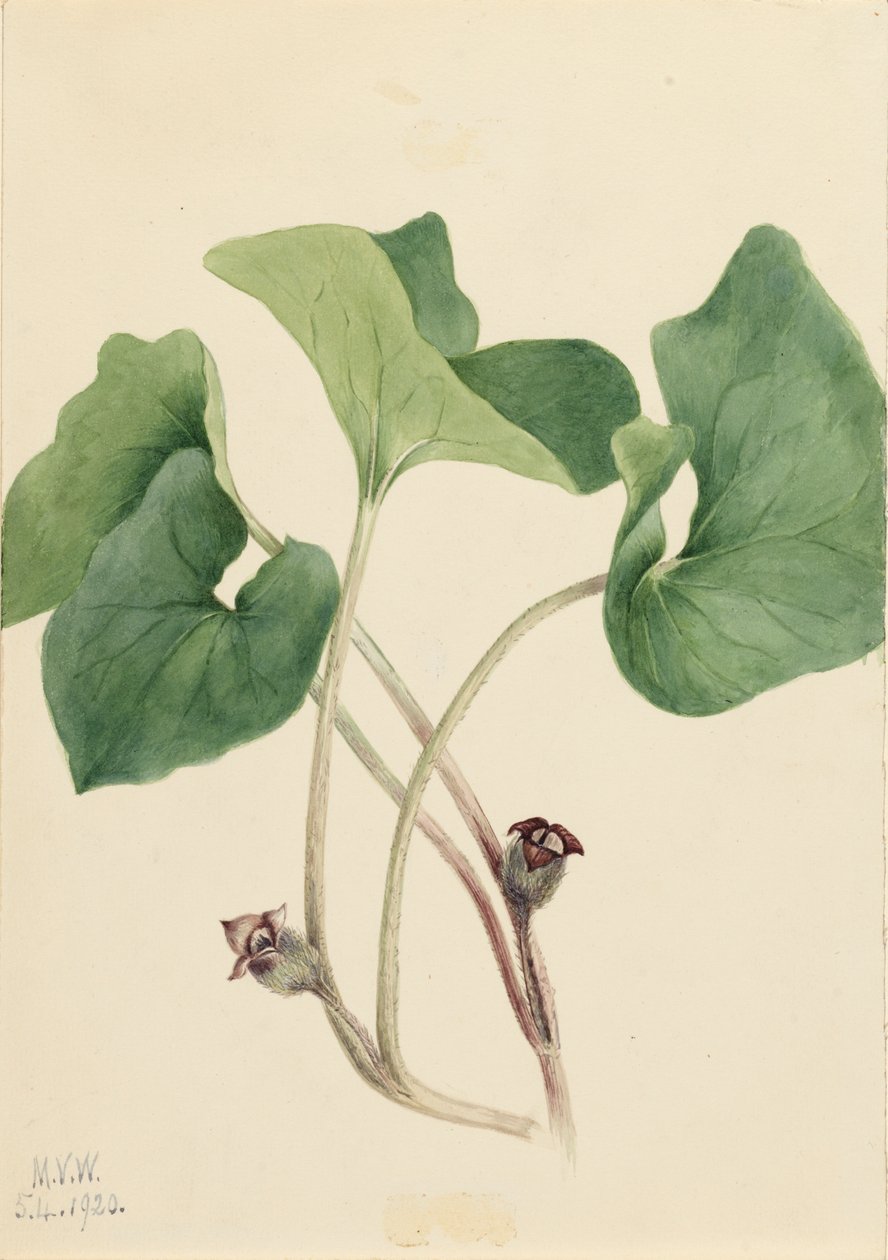 Kanadský divoký zázvor Asarum canadense, 1920. od Mary Vaux Walcott