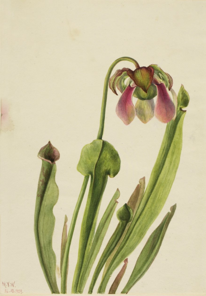 Catesby Pitcherplant Sarracenia catesaei, 1929. od Mary Vaux Walcott