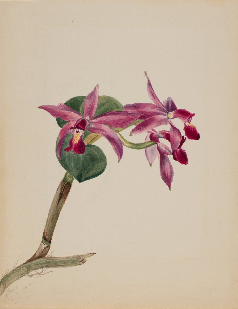 Cattlaya superbus od Mary Vaux Walcott