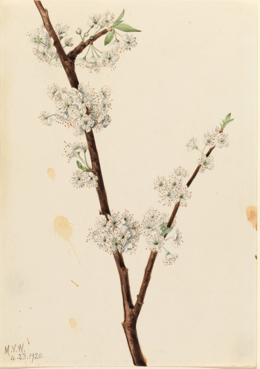 Slíva kuřátková (Prunus angustifolia) od Mary Vaux Walcott
