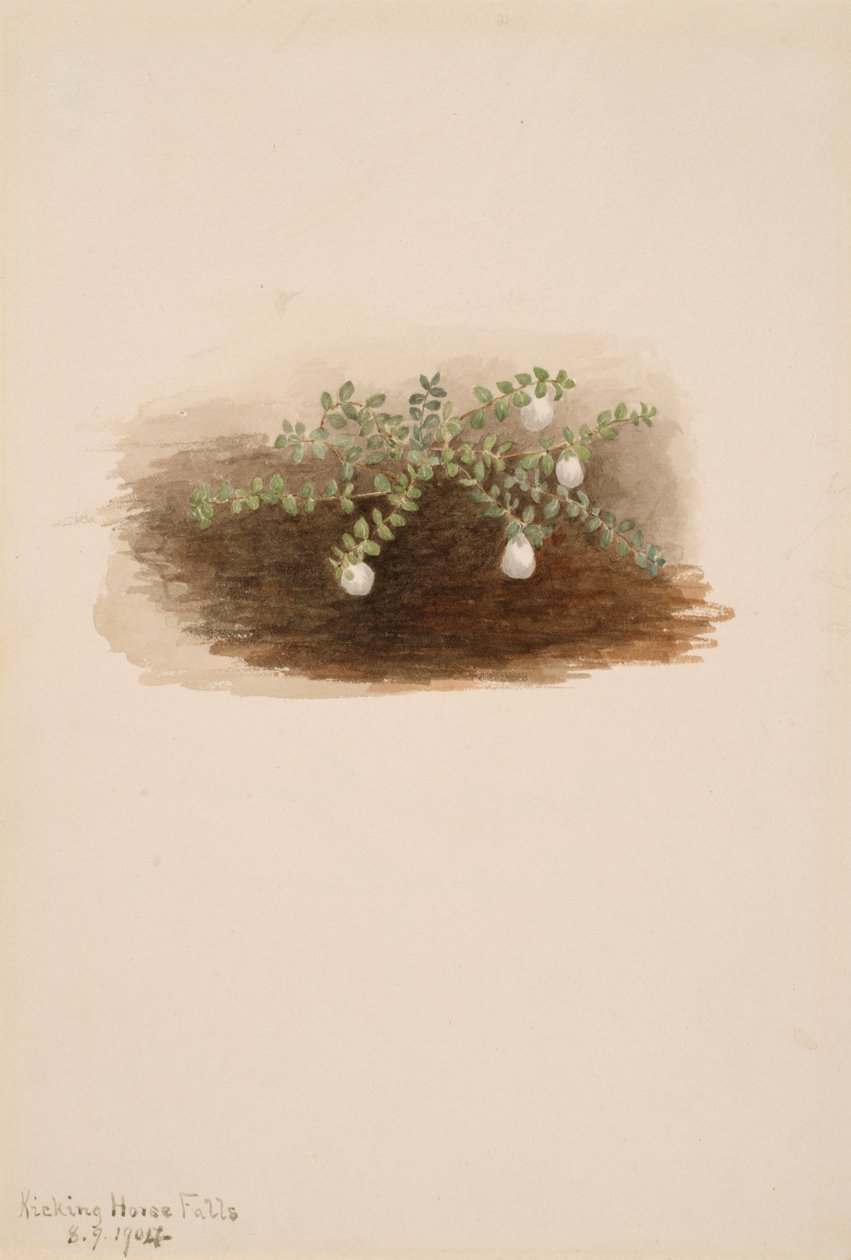 Chiogenes hispidula, 1904 od Mary Vaux Walcott