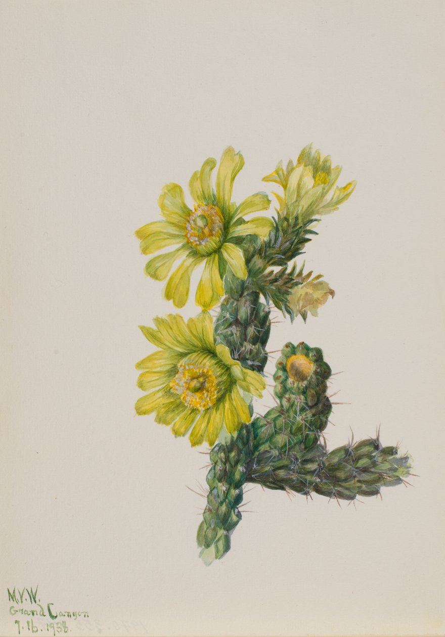Cholla Opuntia whipplei, 1938. od Mary Vaux Walcott