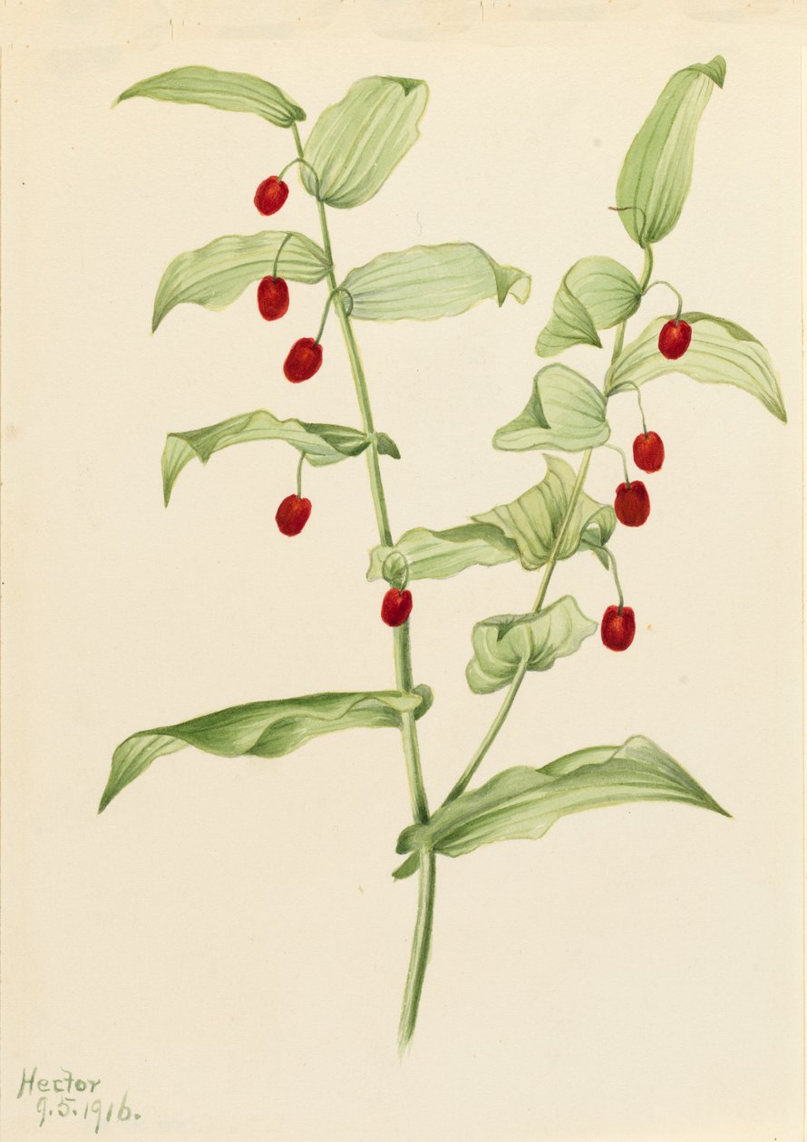 Svírací kroucený stéblo Streptopus amplexifolius, 1916. od Mary Vaux Walcott