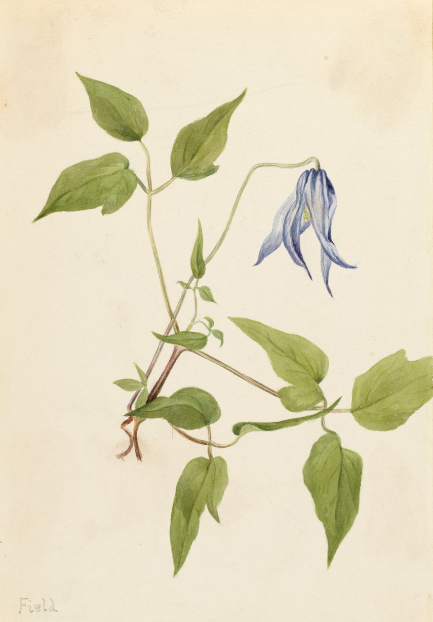 Columbia Clematis Clematis columbiana, ca. 1900-1925. od Mary Vaux Walcott