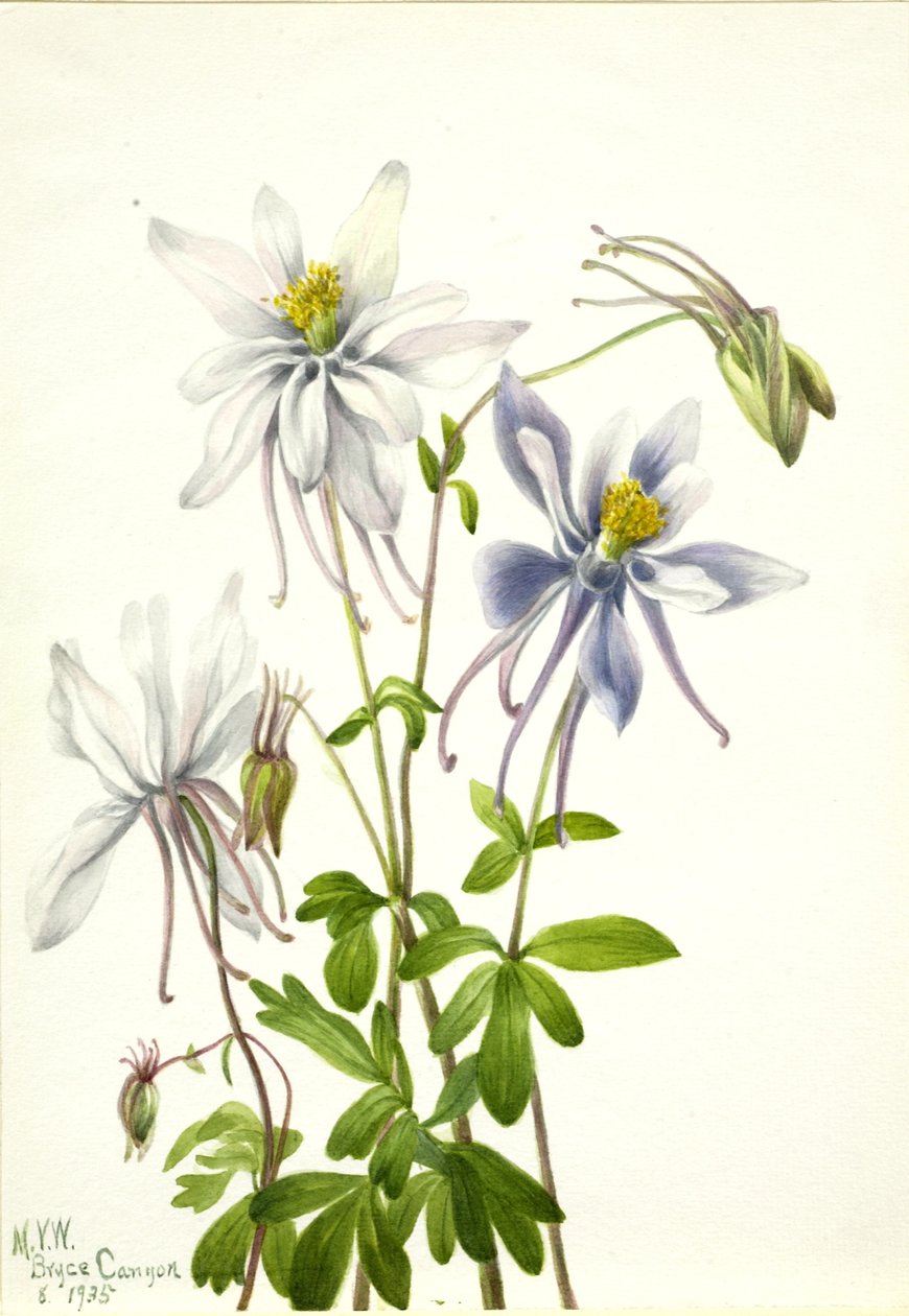 Kolumbie (Aquilegia ecalcarata) od Mary Vaux Walcott