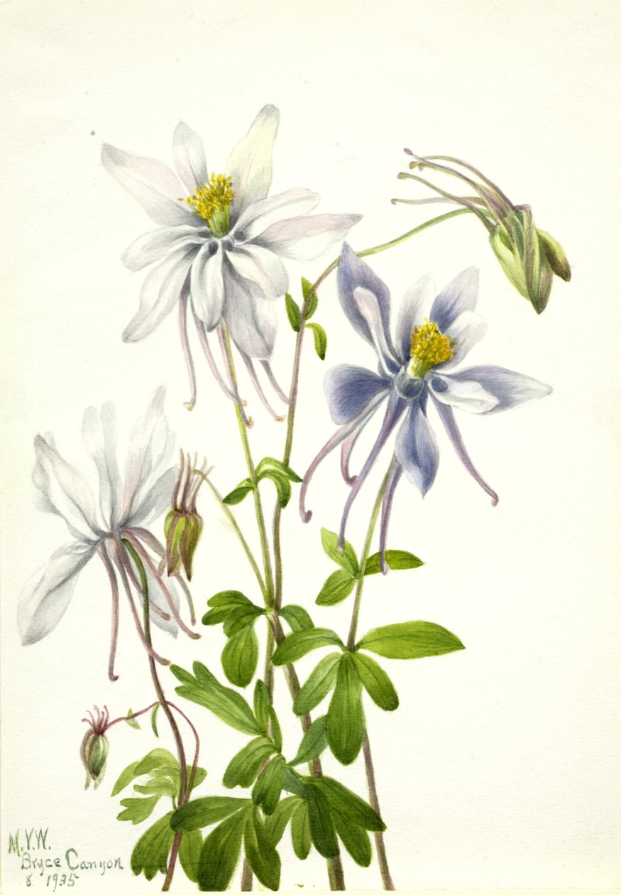 Columbine Aquilegia ecalcarata, 1935. od Mary Vaux Walcott