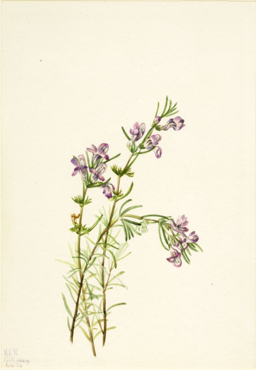 Conradina verticillata, 1934. od Mary Vaux Walcott