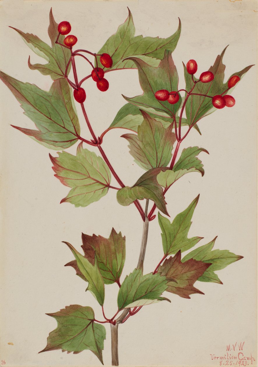 Cranberrybush Viburnum pauciflorum, 1923. od Mary Vaux Walcott
