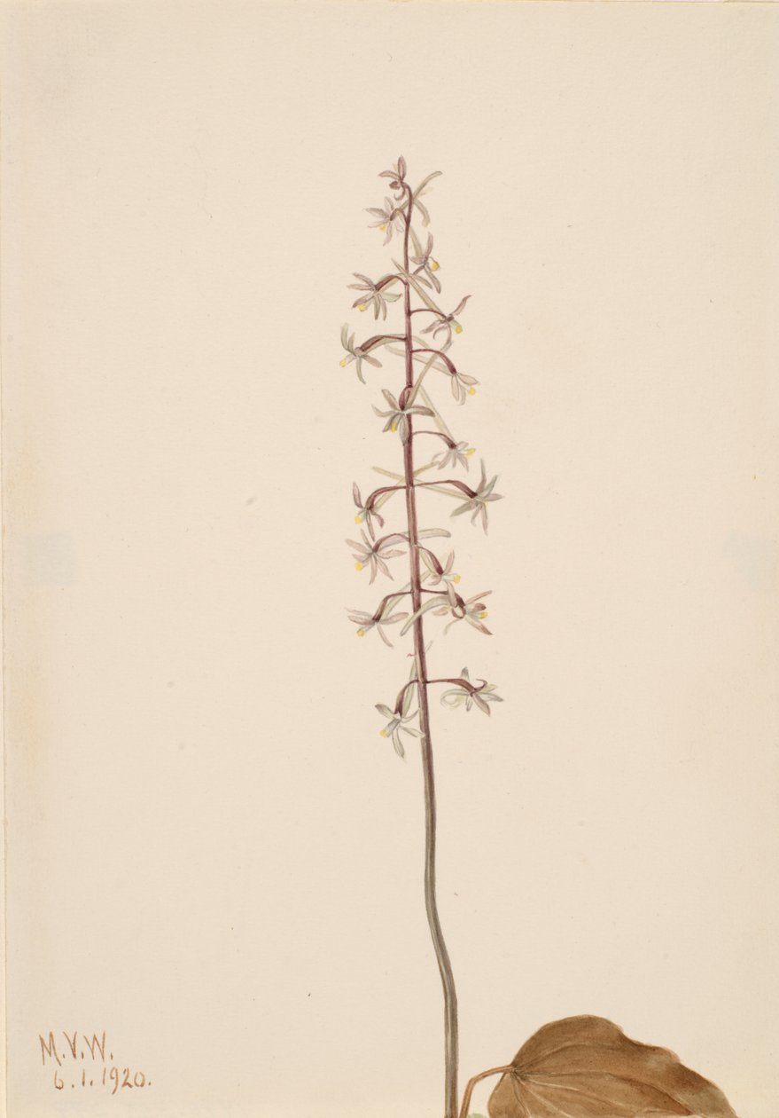 Jeřábovitá Orchis Tipularia uniflora, 1920 . od Mary Vaux Walcott