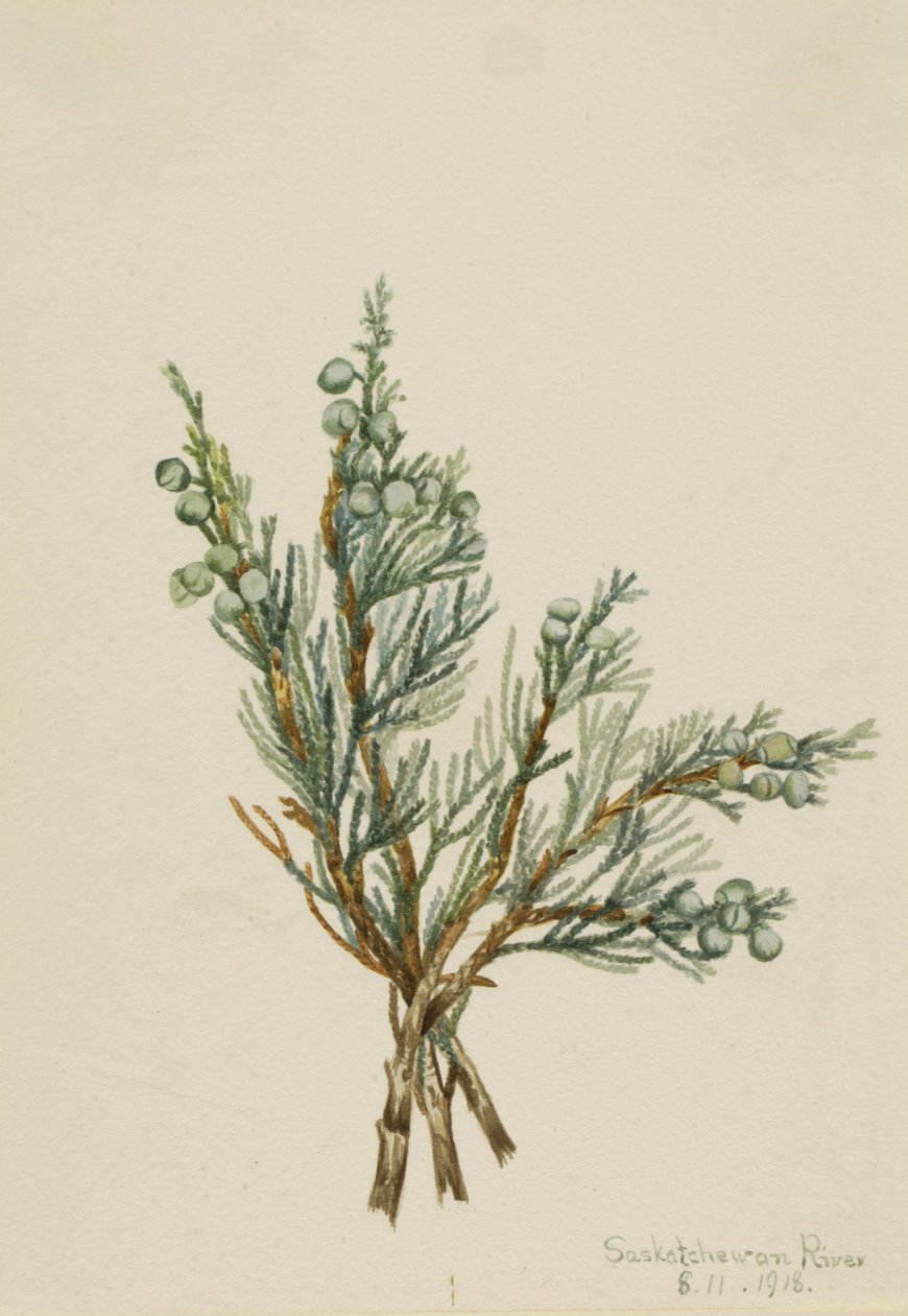 Jalovec plazivý Juniperus horizontalis, 1918. od Mary Vaux Walcott