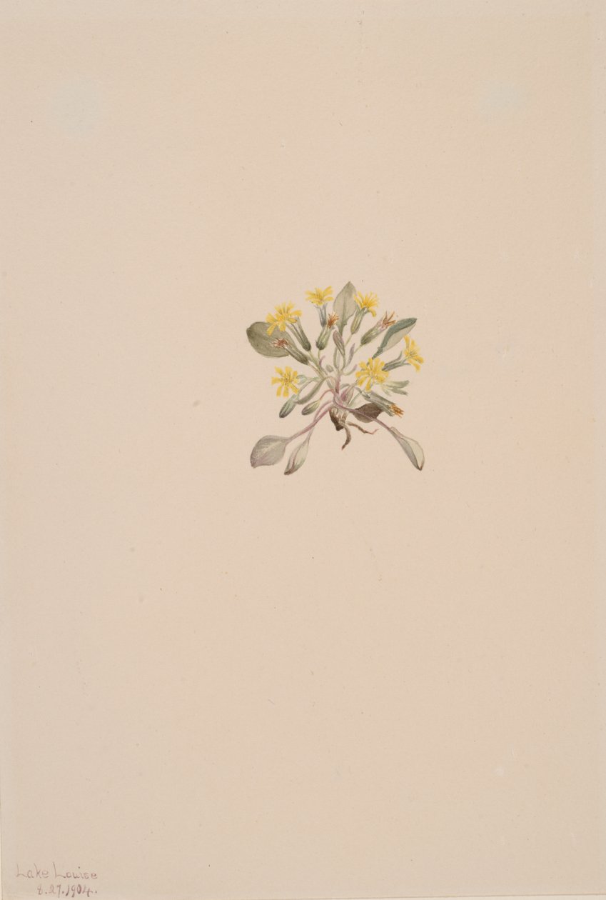 Crepis Elegans, 1904 od Mary Vaux Walcott