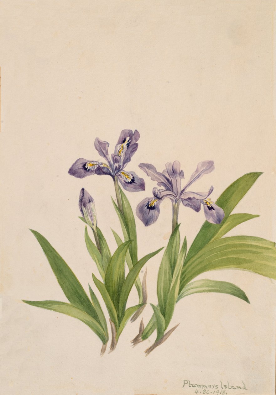 Iris chocholatý Iris cristata, 1918. od Mary Vaux Walcott