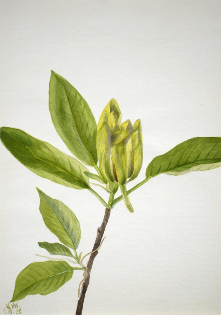 Okurka Magnolia scuminata, 1938. od Mary Vaux Walcott
