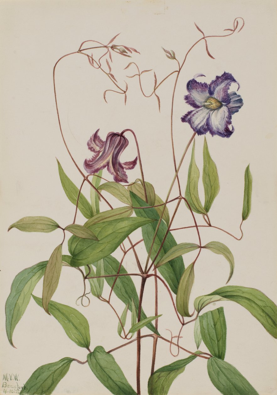 Clematis Clematis crispa, 1925 od Mary Vaux Walcott