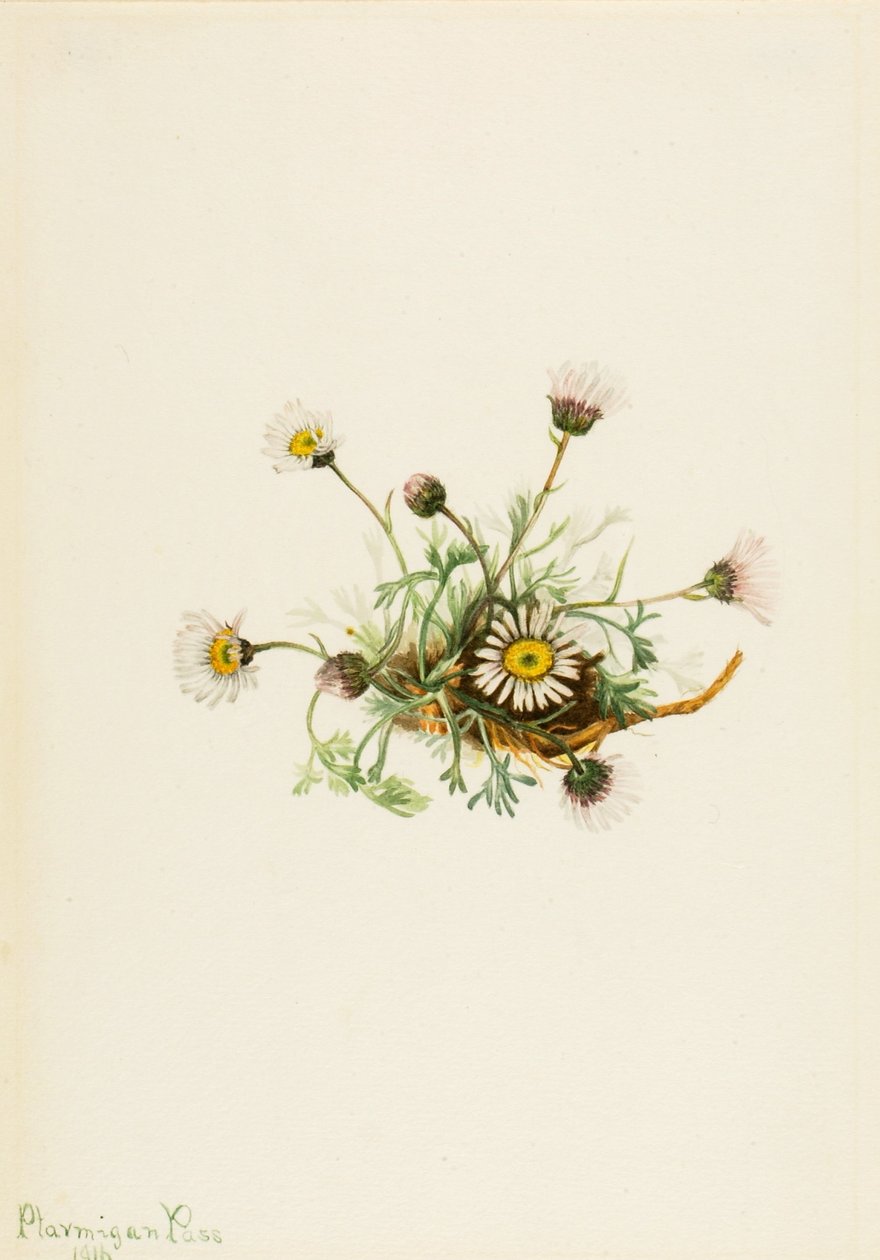 Bledule složená (Erigeron compositus) od Mary Vaux Walcott