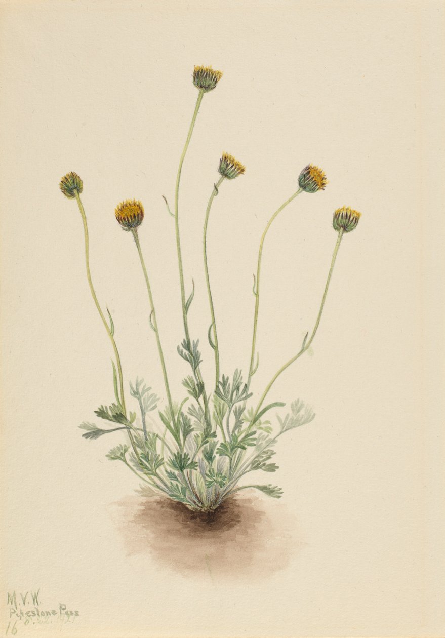 Pcháč zelinný (Erigeron compositus nudus) od Mary Vaux Walcott
