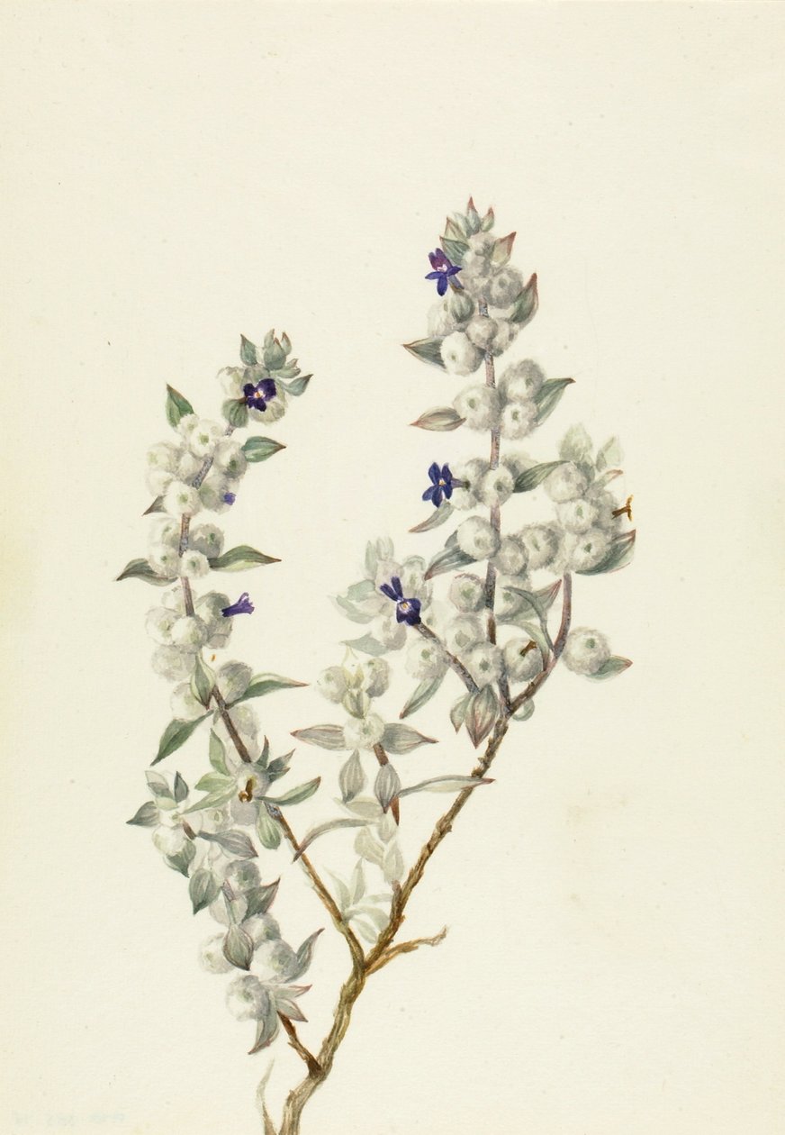Šalvěj v Údolí smrti (Salvia funerea) od Mary Vaux Walcott