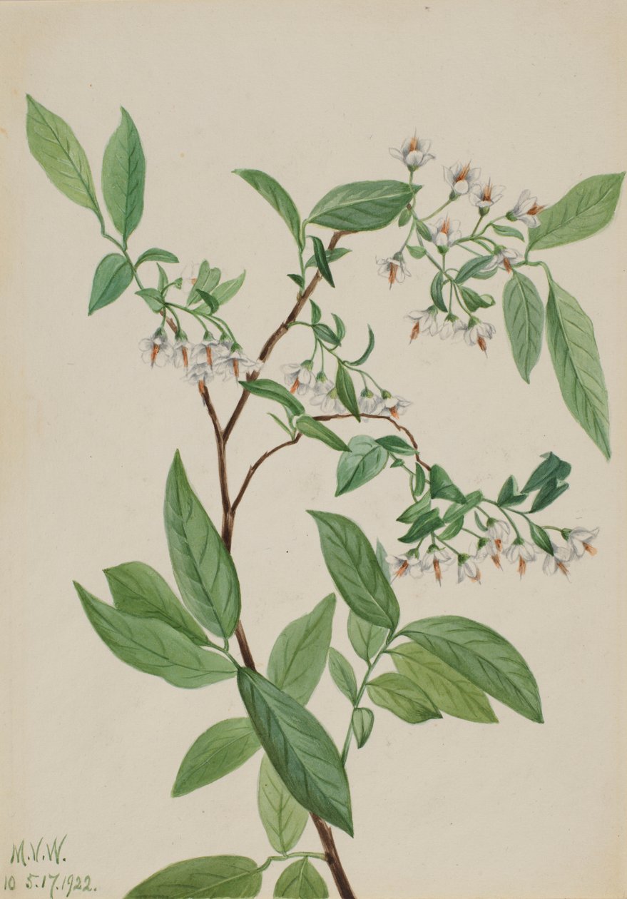 Jelení bobule (Polycodium stamineum) od Mary Vaux Walcott