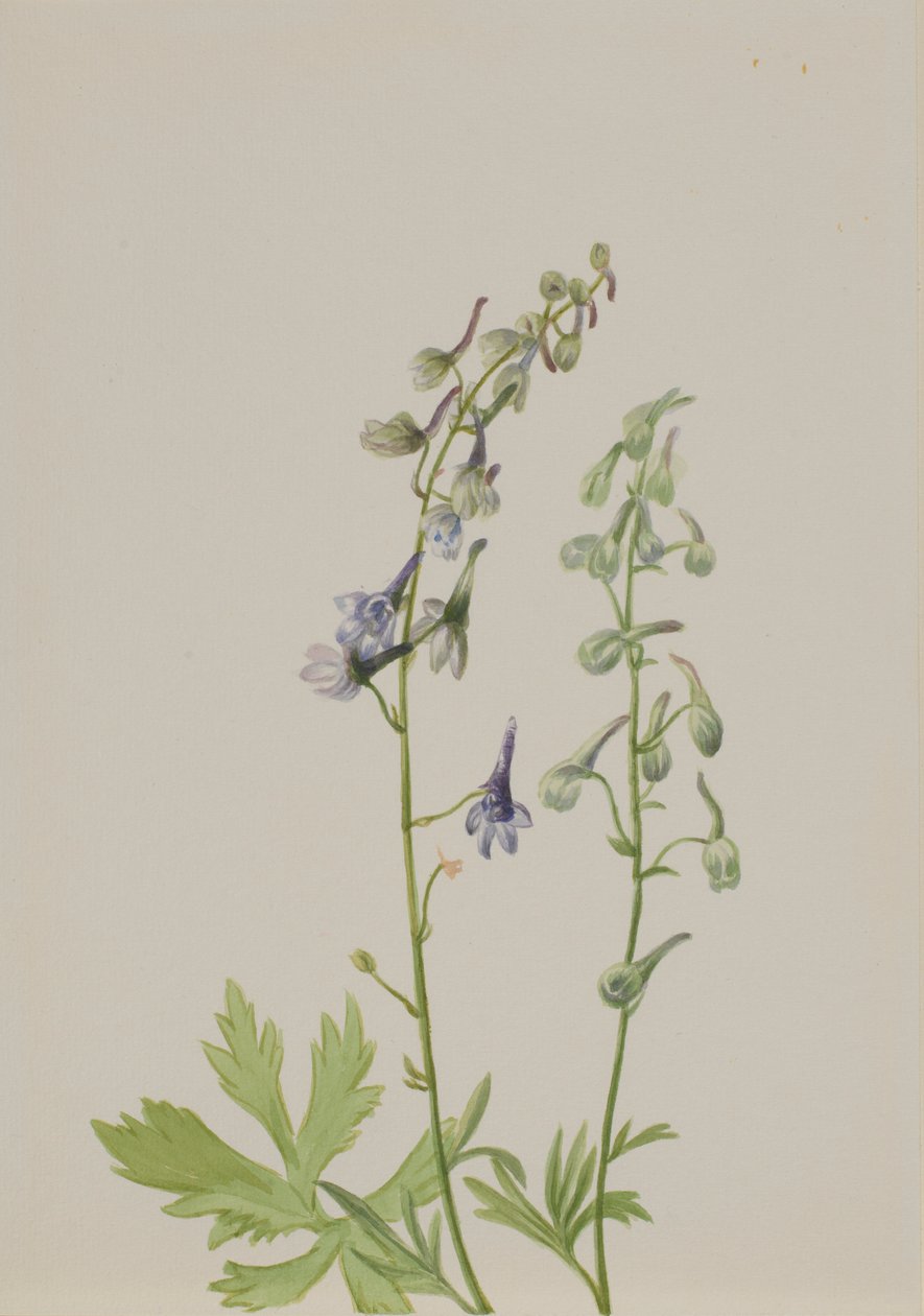 Delphinium (Delphinium scopulorum) od Mary Vaux Walcott