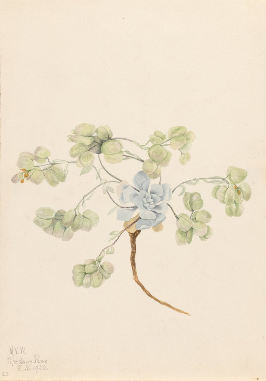 Dvojitý měchýř Physaria didymocarpa, 1920. od Mary Vaux Walcott