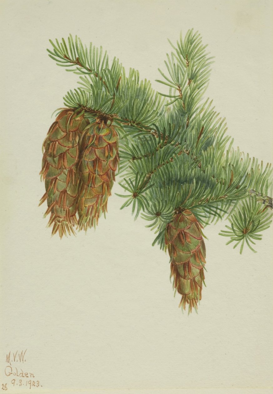 Douglaska tisolistá (Pseudotsuga mucronata) od Mary Vaux Walcott