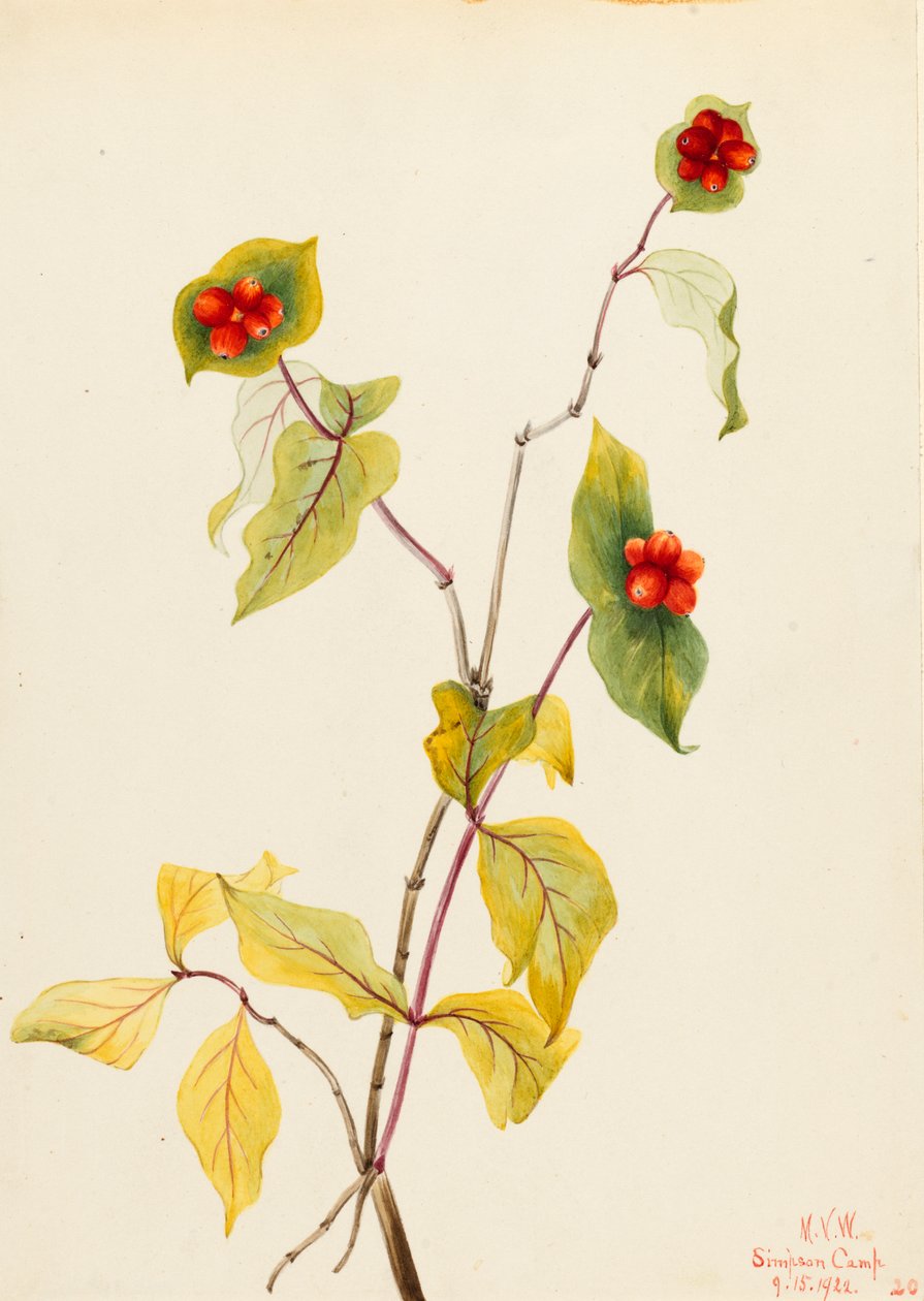 Zimolez Douglas Lonicera glaucescens, 1922. od Mary Vaux Walcott