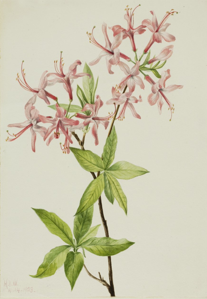 Pýřitý Pinxter Bloom Azalea rosea, 1923. od Mary Vaux Walcott