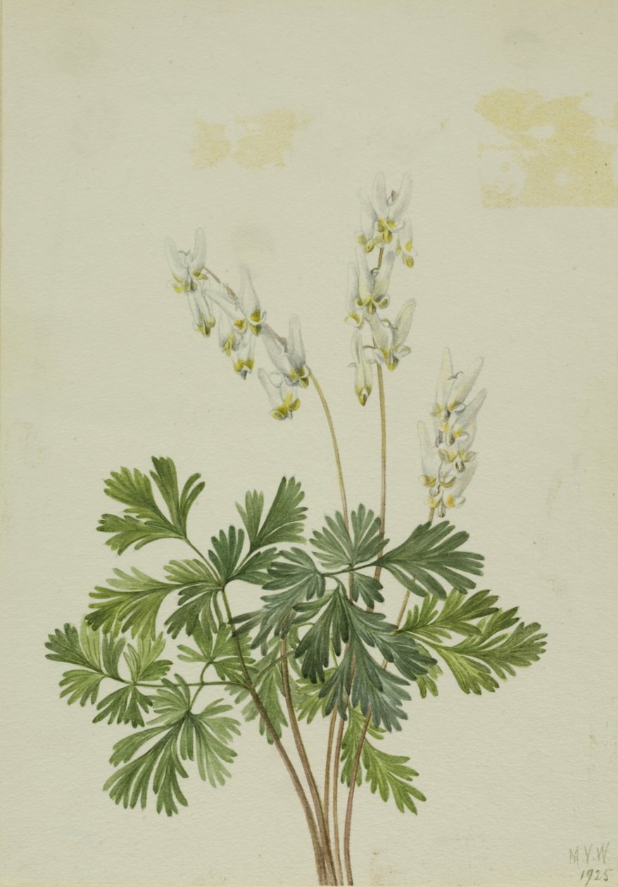 Holanďan Breetches (Bikukulla cucullaria) od Mary Vaux Walcott