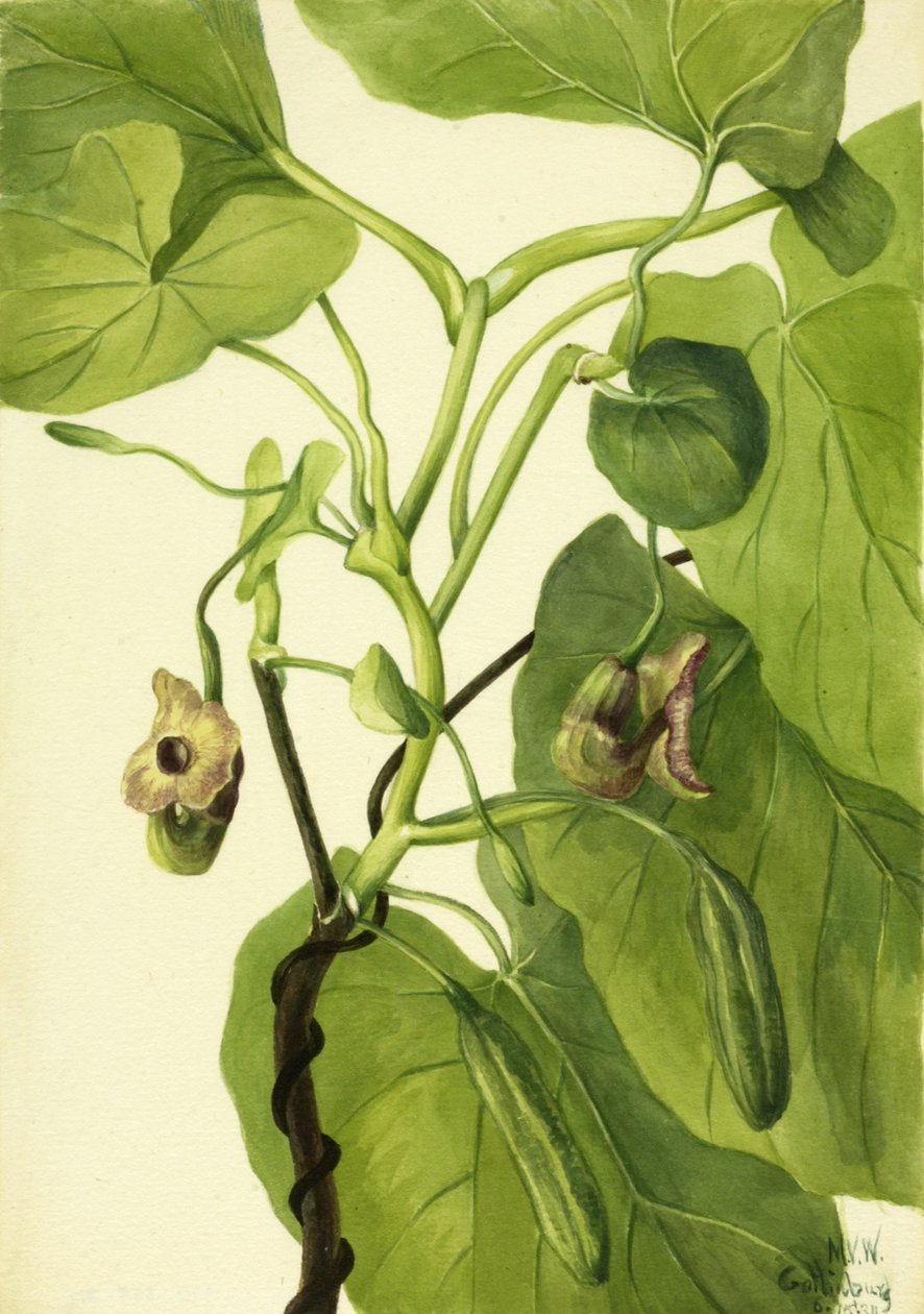 Holanďanova dýmka, 1934. od Mary Vaux Walcott