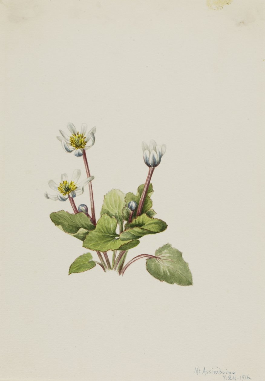 Elkslip Caltha leptosepala, 1916. od Mary Vaux Walcott