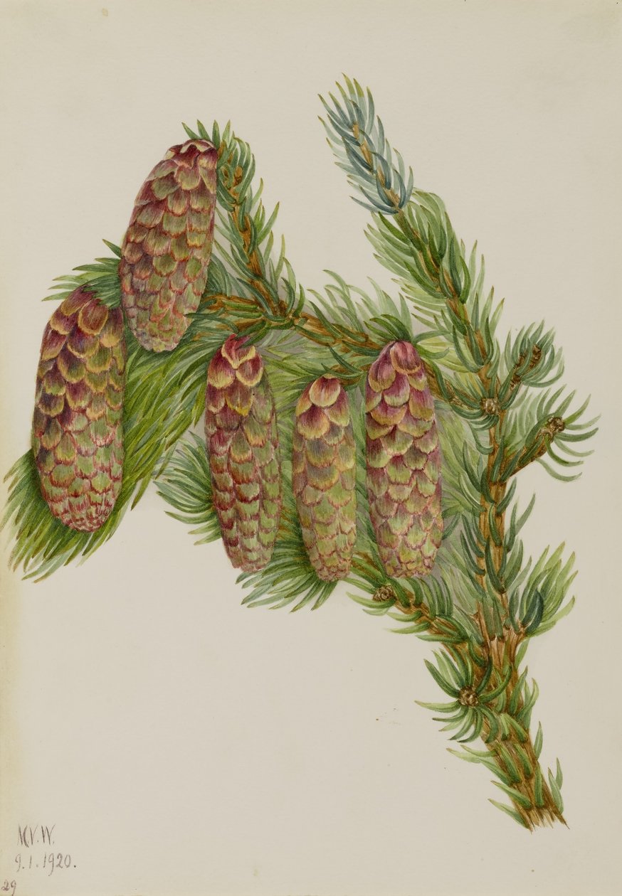 Smrk Engelmannův (Picea engelmanni) od Mary Vaux Walcott
