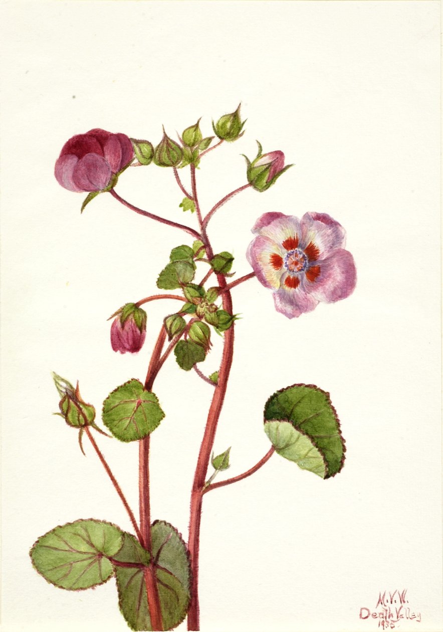 Eremalche rotundifolia, 1935. od Mary Vaux Walcott