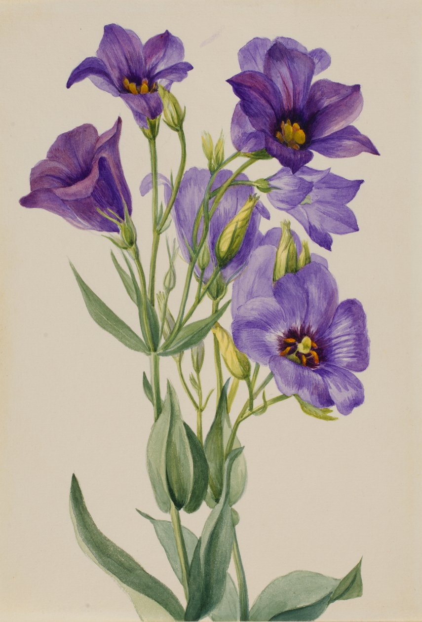 Eustoma russelianum, ca. začátek 30. let 20. století. od Mary Vaux Walcott
