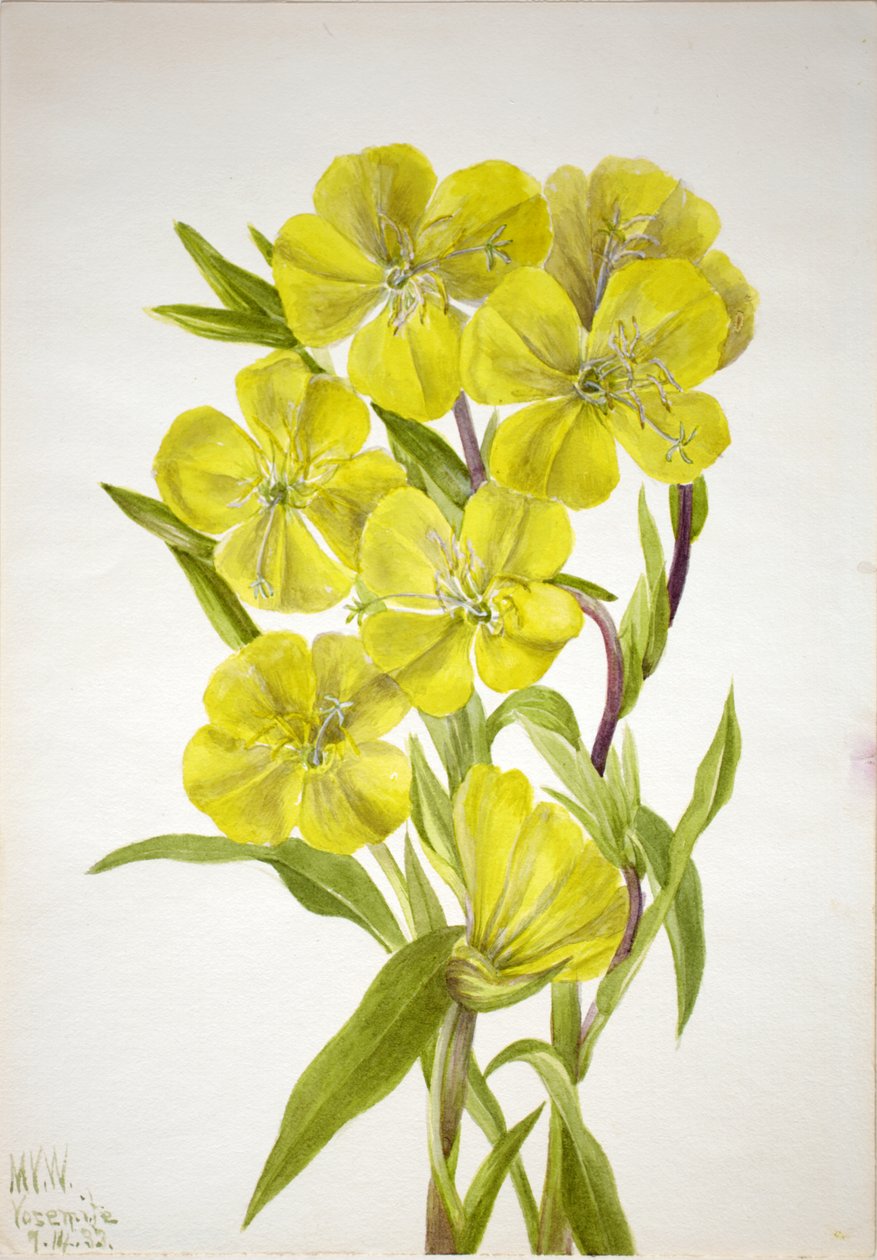 Pupalka Oenothera, 1933. od Mary Vaux Walcott