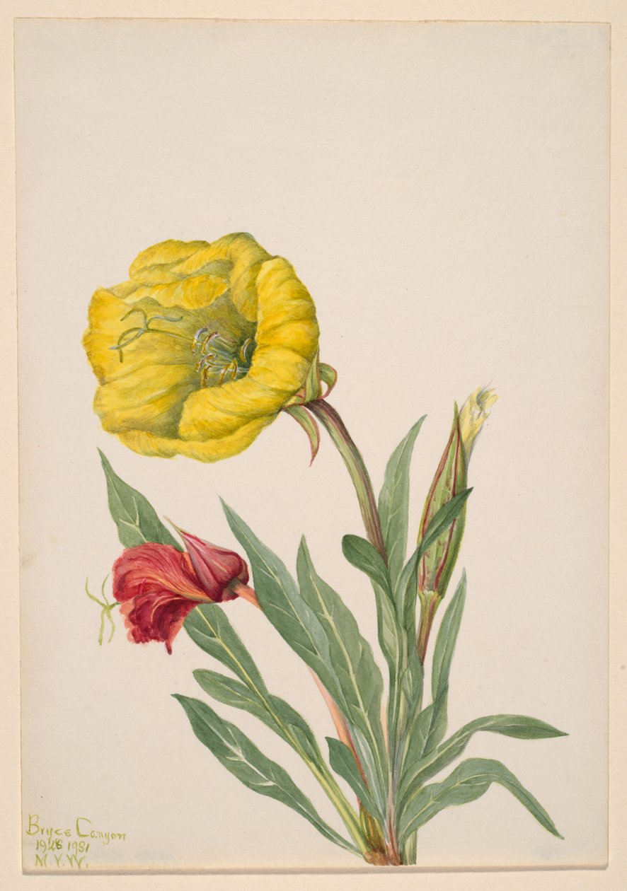 Pupalka dvouletá Oenothera howardi, 1928-1931. od Mary Vaux Walcott