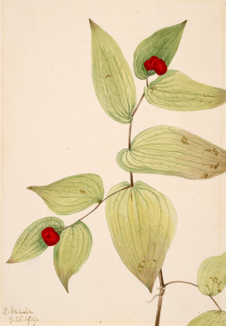 Fairy-Bells Disporum trachycarpum, 1919. od Mary Vaux Walcott