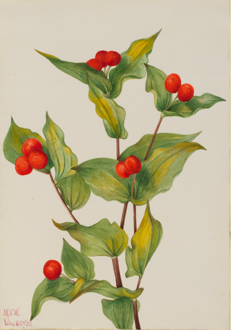 Pohádkové zvonky Disporum hookeri, 1933. od Mary Vaux Walcott